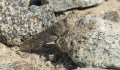 Sphingonotus rubescens