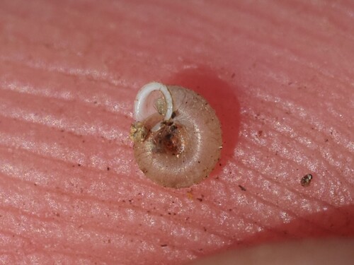 Vallonia costata