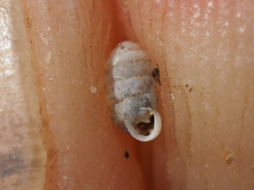 Pupilla triplicata