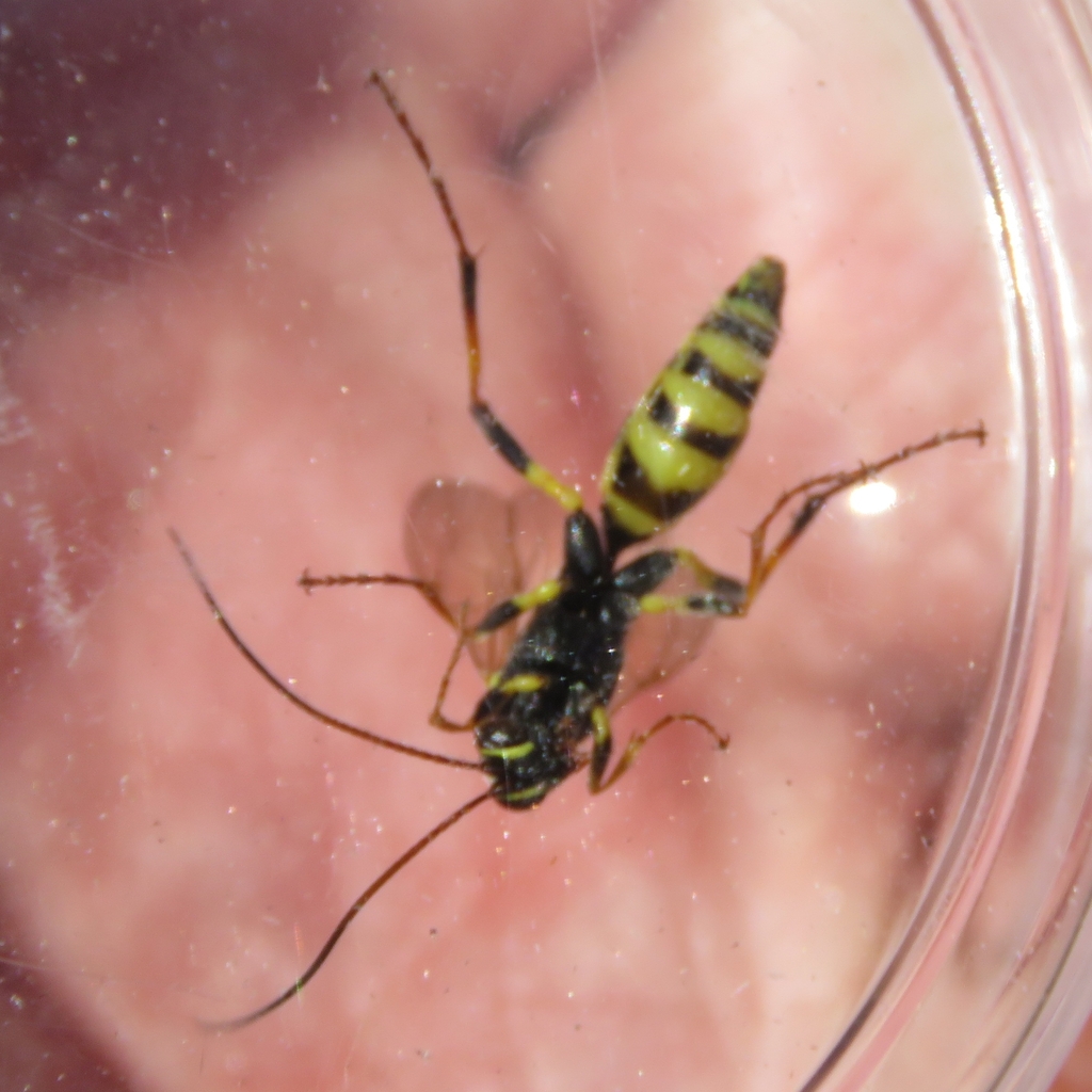 Banchus pictus