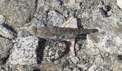 Sphingonotus rubescens