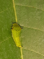 Graphium agamemnon agamemnon