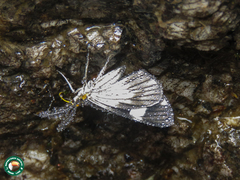 Mnesipenthe subcana