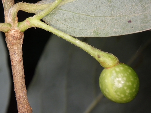 Lindera glauca iNat (3)