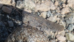 Sphingonotus rubescens