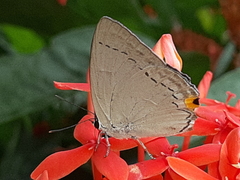 Tajuria cippus maxentius