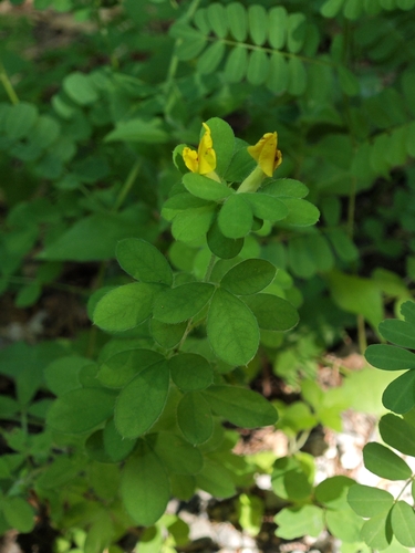 Chamaecytisus supinus, photograph 4