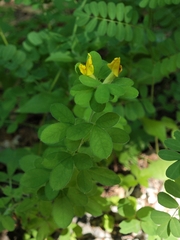 Chamaecytisus supinus, photograph Jindřich Soukup, CC0, iNaturalist via GBIF