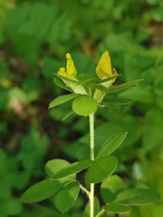 Chamaecytisus supinus, photograph Jindřich Soukup, CC0, iNaturalist via GBIF