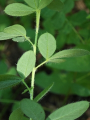 Chamaecytisus supinus, photograph Jindřich Soukup, CC0, iNaturalist via GBIF