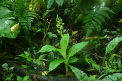 Liparis sootenzanensis