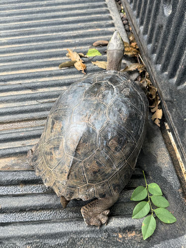 Yellow-headed Temple Turtle