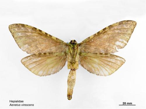 Pūriri moth photo 6