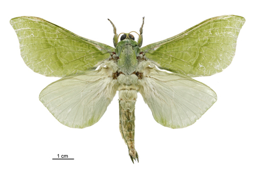 Pūriri moth photo 4