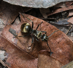 Polyrhachis wolfi