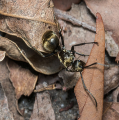 Polyrhachis wolfi
