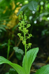 Liparis sootenzanensis