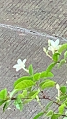 Tabernaemontana divaricata