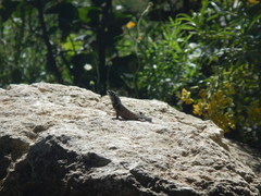 Sceloporus parvus