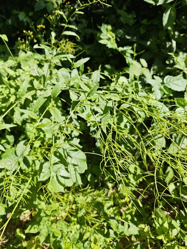 Sisymbrium strictissimum (Sisymbrium strictissimum)