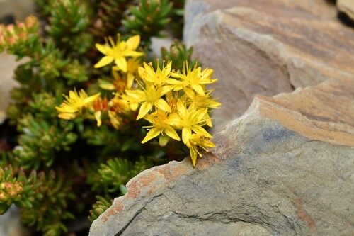 Sedum morrisonense, photograph 6