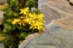 Sedum morrisonense, photograph (c) Yung-Lun Lin, some rights reserved (CC BY)
