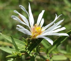 Symphyotrichum hallii