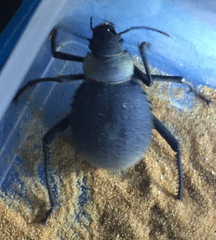 Prionotheca coronata