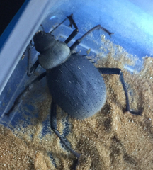 Prionotheca coronata