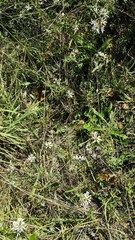 Symphyotrichum hallii