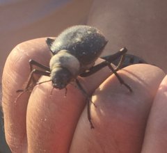 Prionotheca coronata