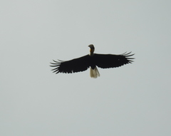 Rhyticeros undulatus