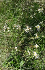 Symphyotrichum hallii