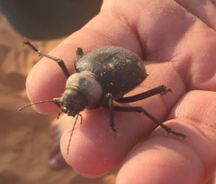 Prionotheca coronata