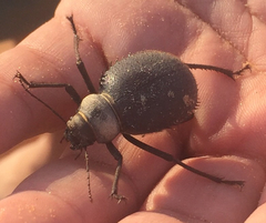 Prionotheca coronata