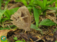 Posttaygetis penelea