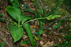 Liparis sootenzanensis