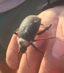 Prionotheca coronata