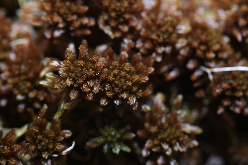Sphagnum bergianum