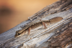 Diplodactylus vittatus