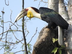 Rhyticeros undulatus