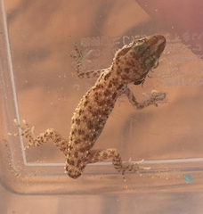 Bunopus tuberculatus