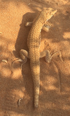 Acanthodactylus schmidti