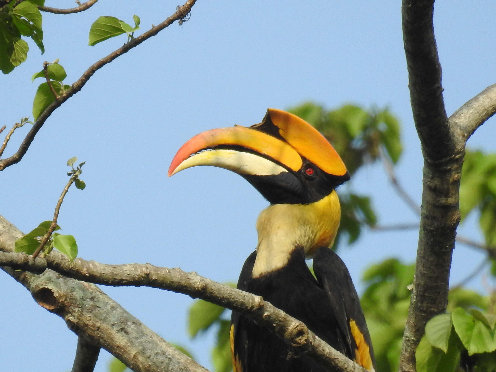 Great Hornbill