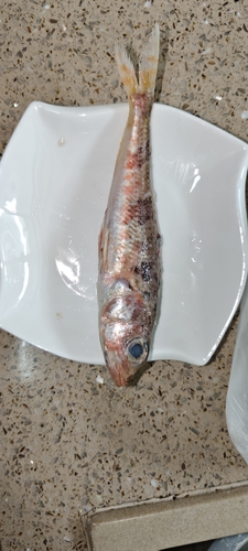 Japanese aulopus (Hime japonica) — Aulopidae — 2