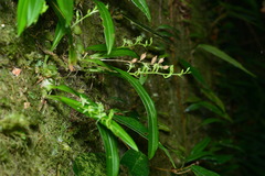 Liparis laurisilvatica