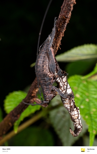 Tegra novaehollandiae