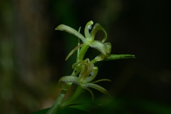 Liparis laurisilvatica