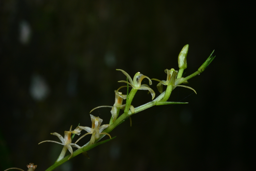 Liparis laurisilvatica