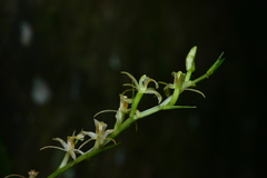 Liparis laurisilvatica